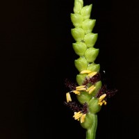 <i>Setaria flavida</i>  (Retz.) Veldkamp